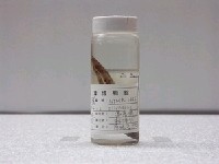 藏品(點帶叉舌鯊)的圖片